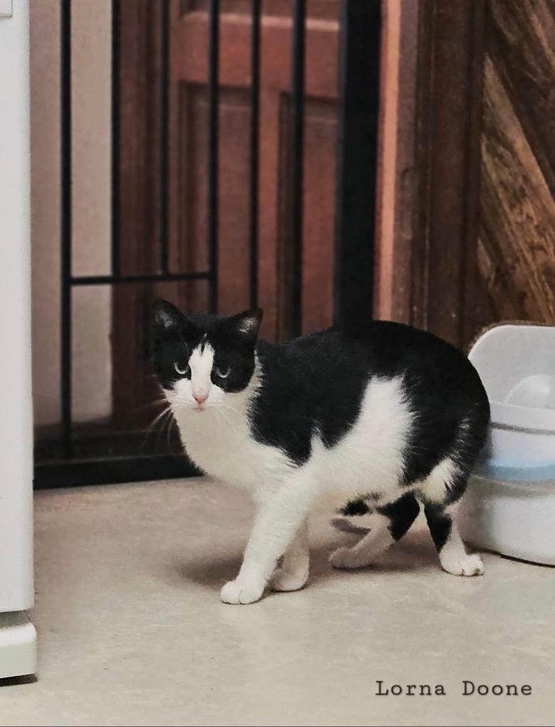 Enlarge Lorna Doone, a Adoptable mixed breed in Charlotte, MI image 3/6