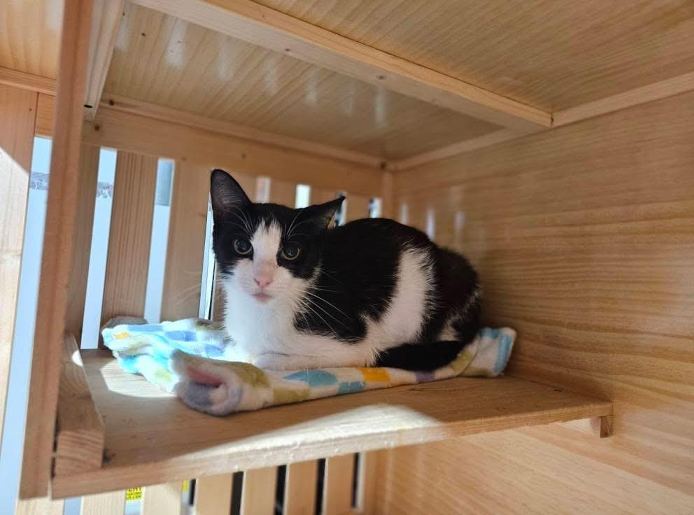 Enlarge Lorna Doone, a Adoptable mixed breed in Charlotte, MI image 6/6