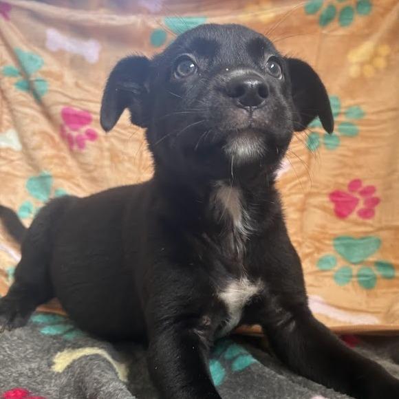 Grits, Adoptable, Puppy Male Black Labrador Retriever & Mixed Breed.