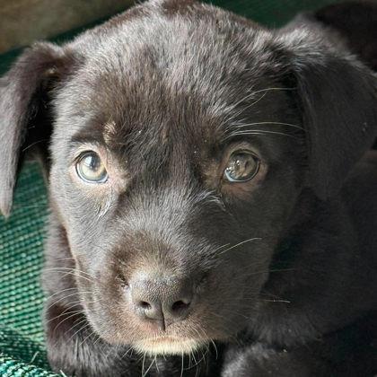 Enlarge Grits, a Adoptable mixed breed in North Charleston, SC image 2/6