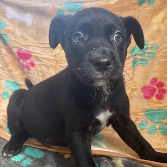 Enlarge Grits, a Adoptable mixed breed in North Charleston, SC image 3/6