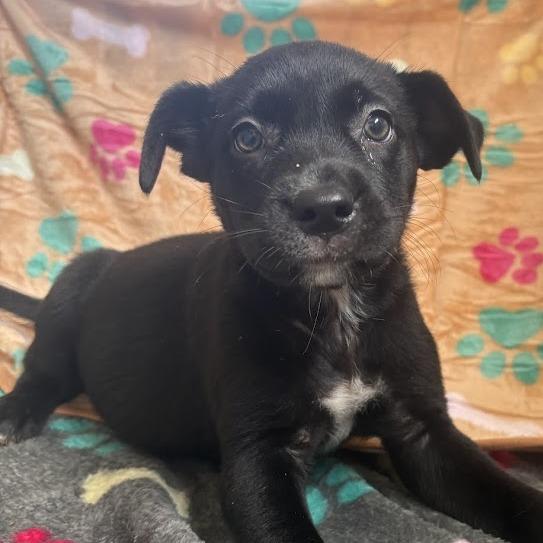 Enlarge Grits, a Adoptable mixed breed in North Charleston, SC image 4/6