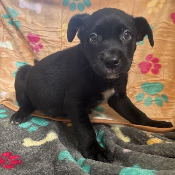 Enlarge Grits, a Adoptable mixed breed in North Charleston, SC image 5/6
