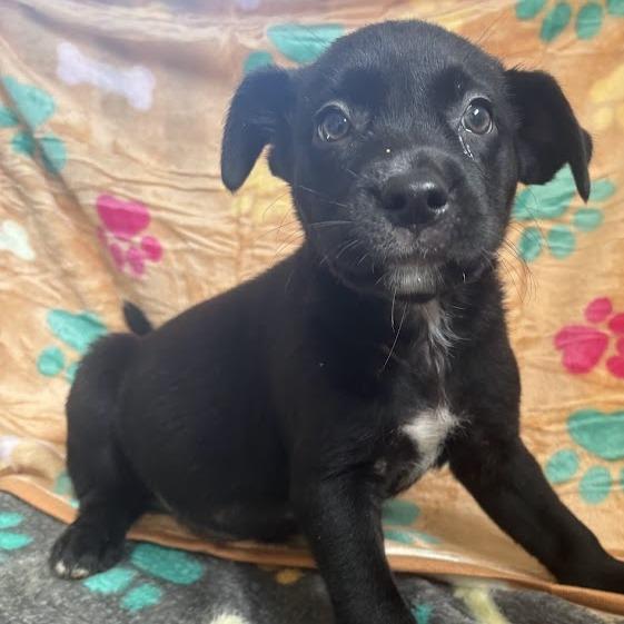 Enlarge Grits, a Adoptable mixed breed in North Charleston, SC image 6/6