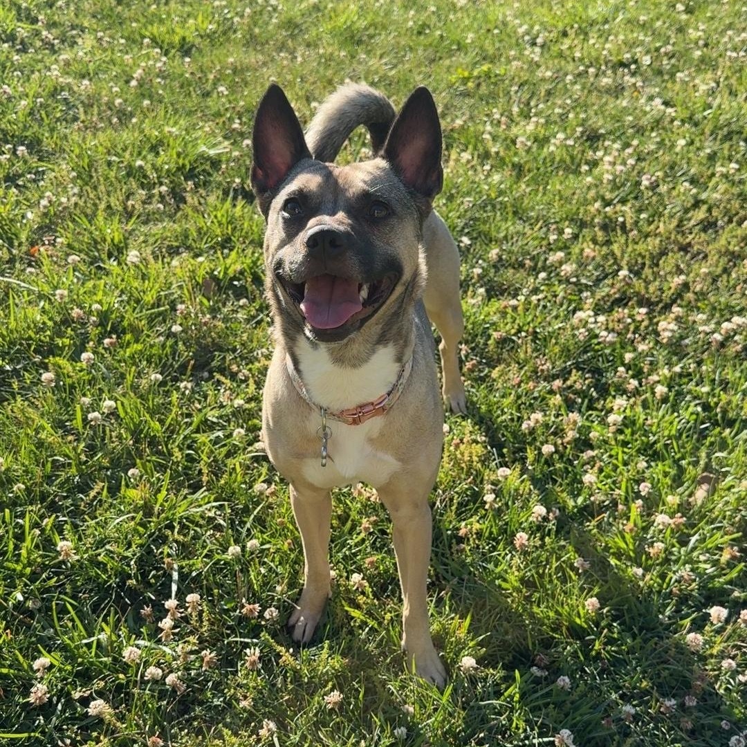 Moli, Adoptable, Adult Female Terrier.