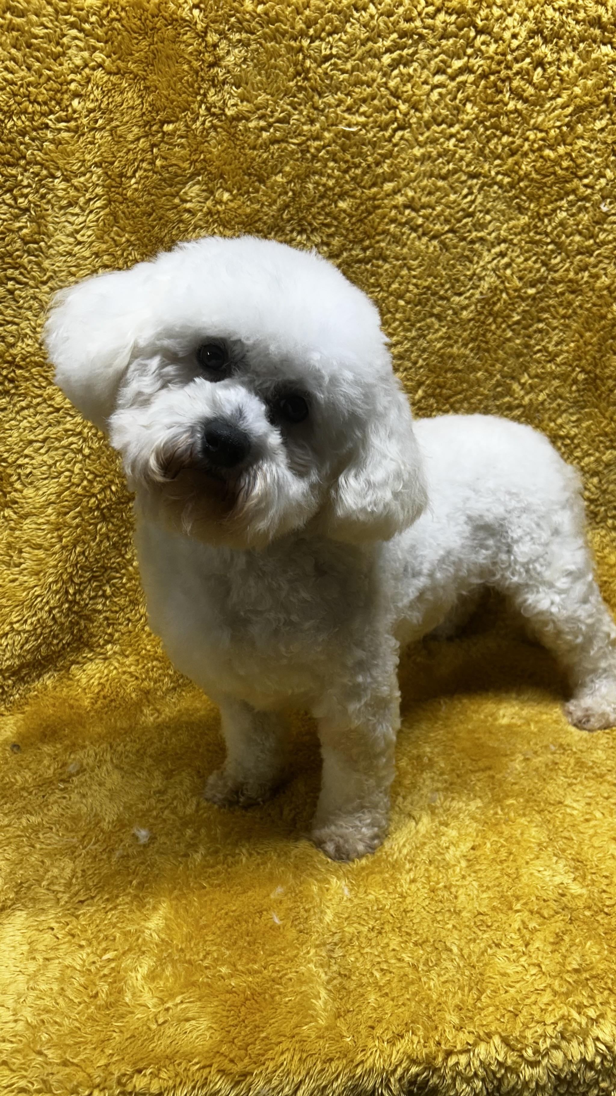 BAXTER, Adoptable, Adult Male Bichon Frise.