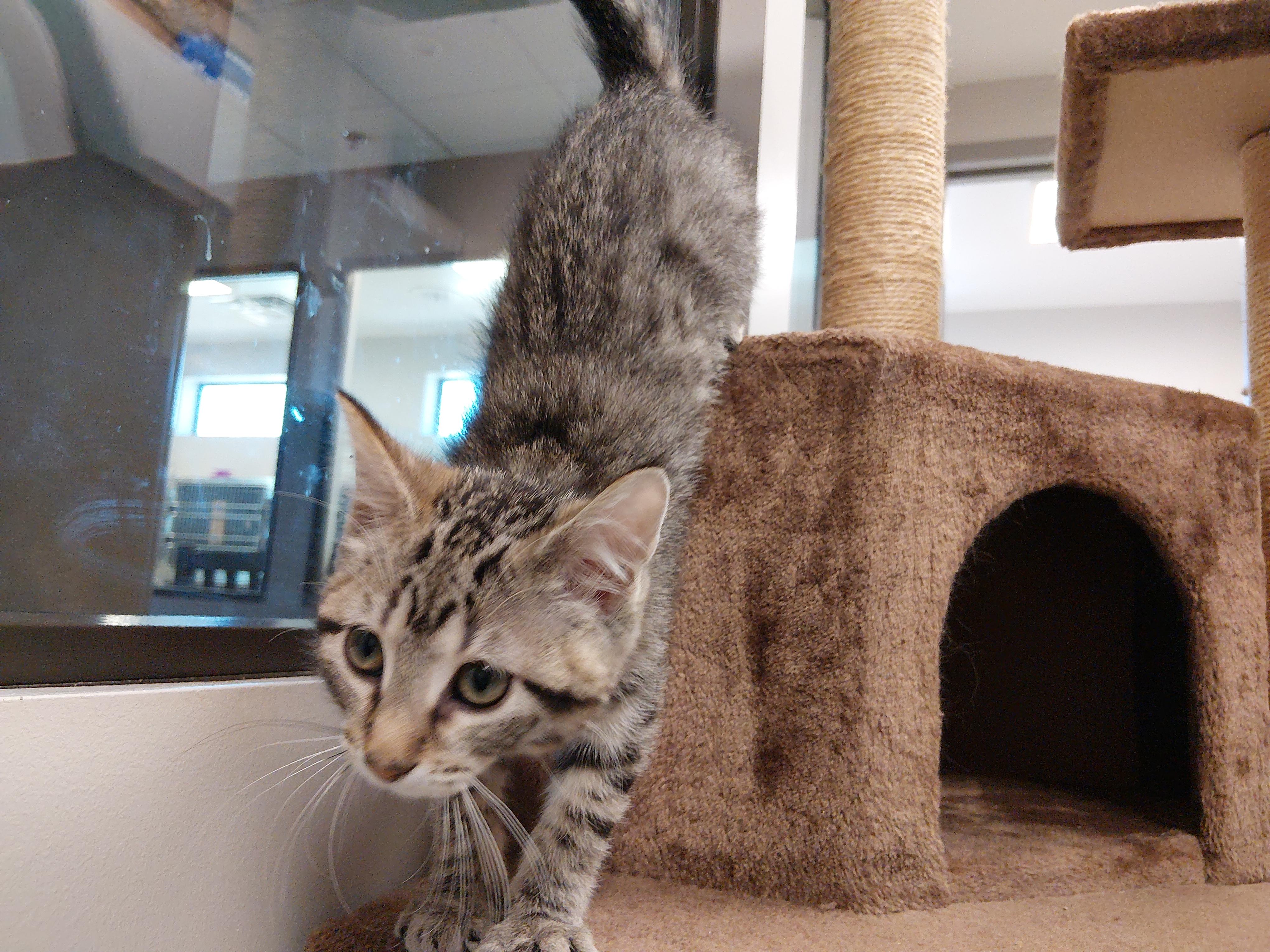 Enlarge Sue, a ADOPTABLE Domestic Short Hair in Liberty, MO image 1/5