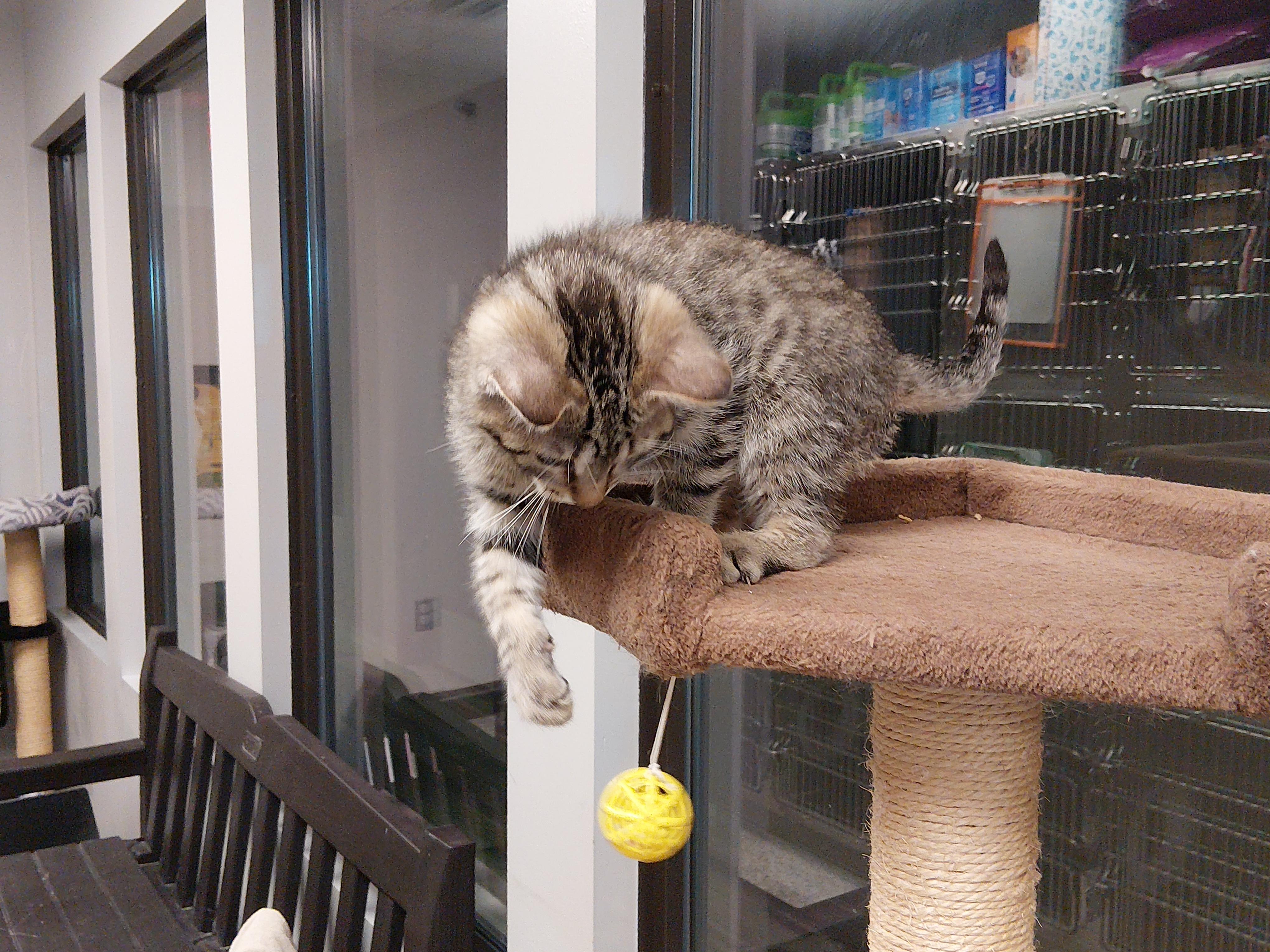 Enlarge Sue, a ADOPTABLE Domestic Short Hair in Liberty, MO image 2/5