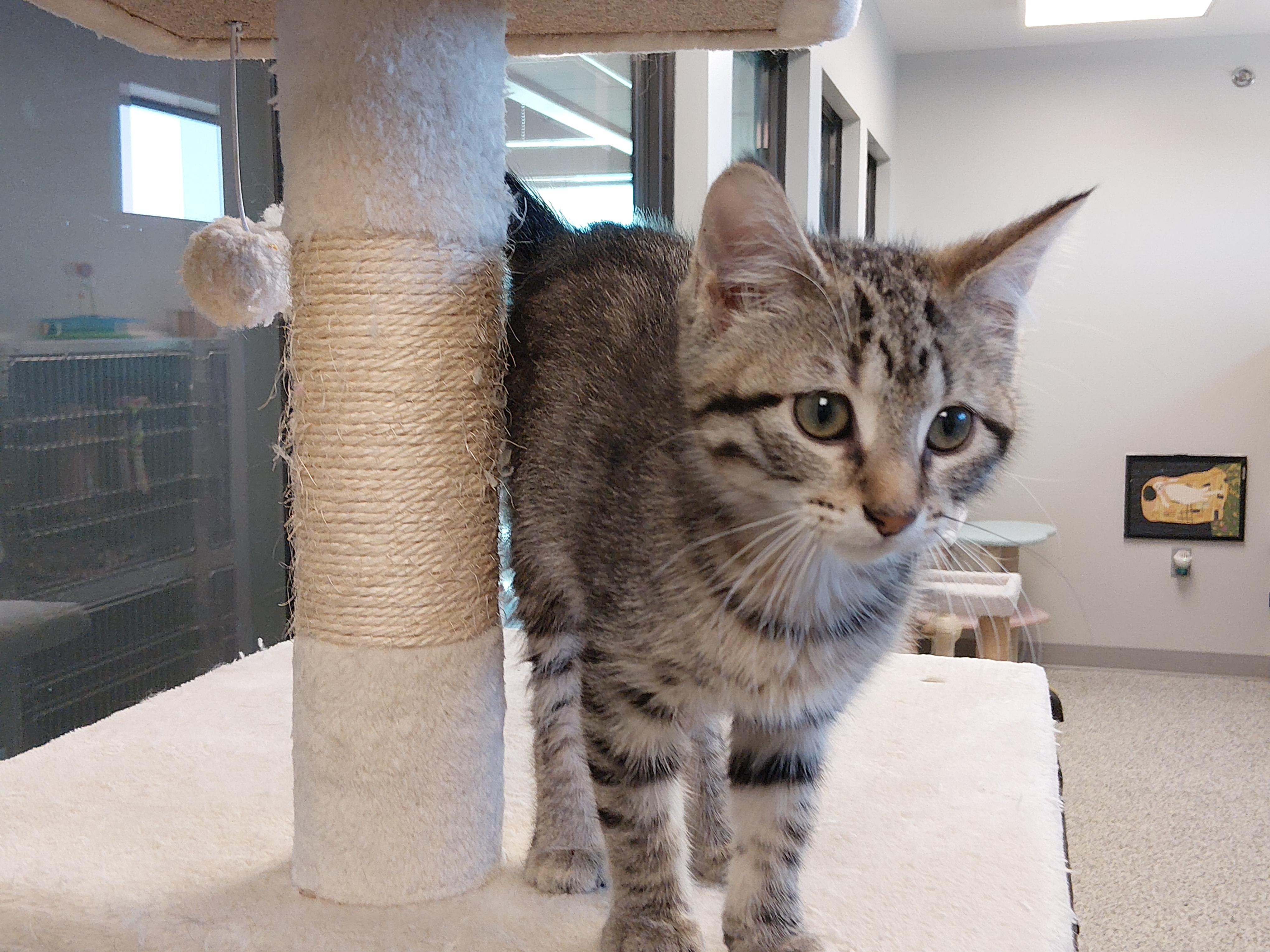 Enlarge Sue, a ADOPTABLE Domestic Short Hair in Liberty, MO image 3/5