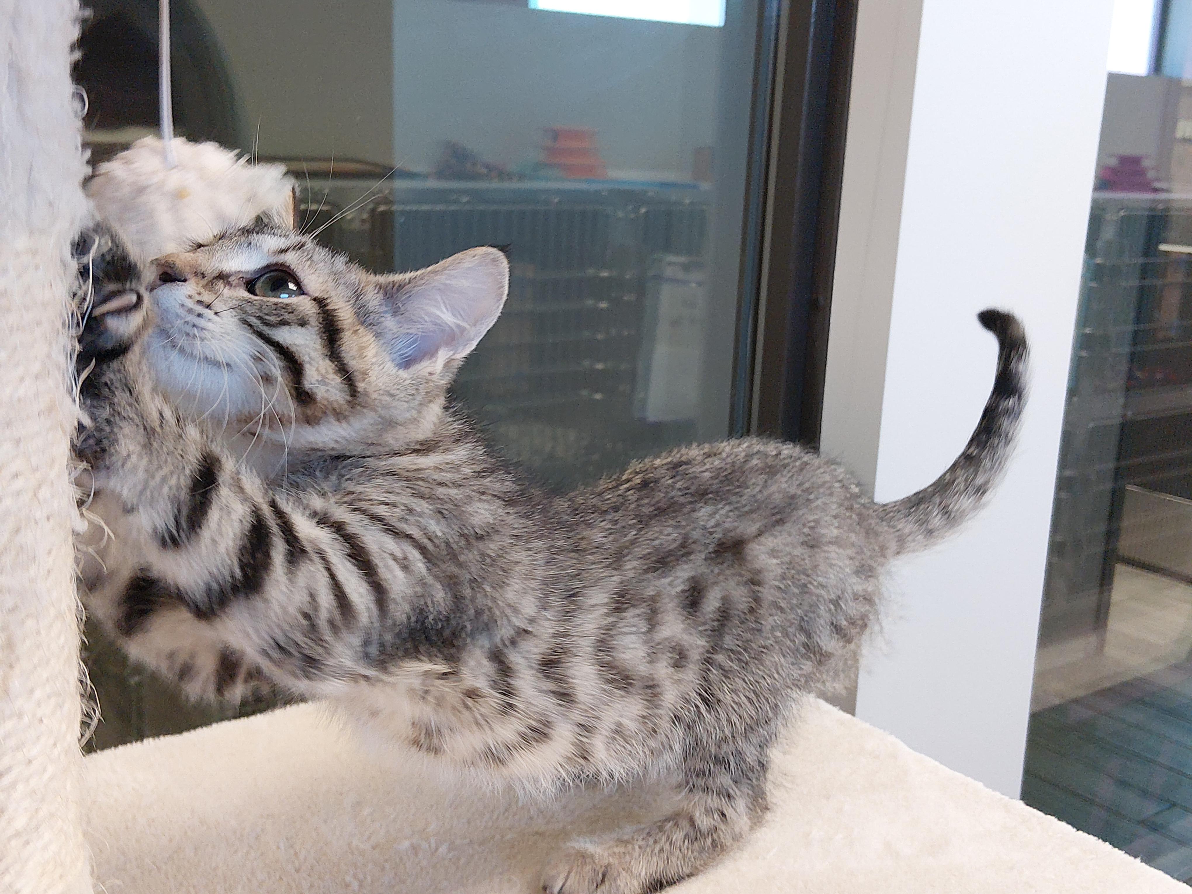 Enlarge Sue, a ADOPTABLE Domestic Short Hair in Liberty, MO image 5/5