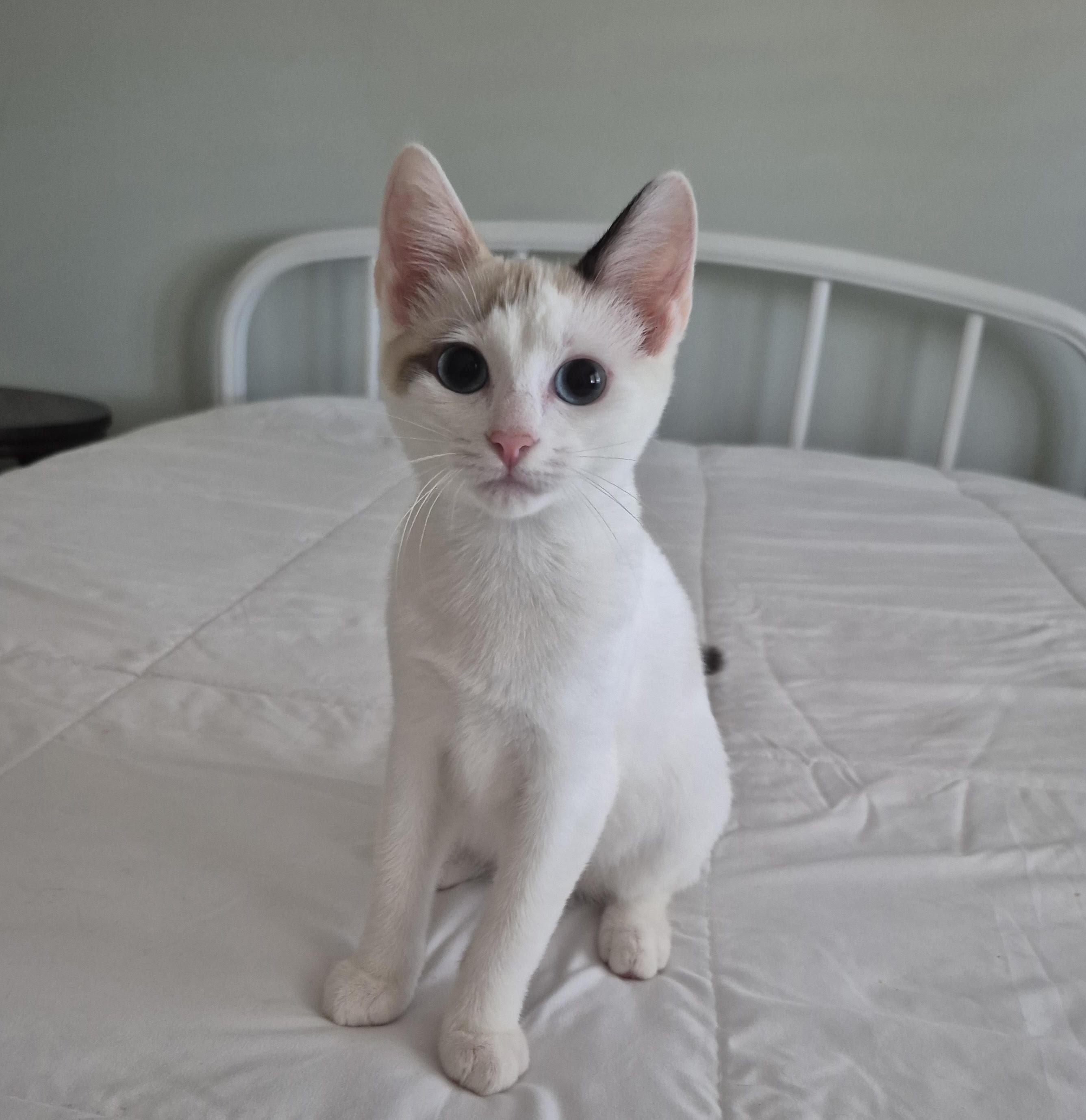 Darla, Adoptable, Kitten Female Siamese & Domestic Short Hair.