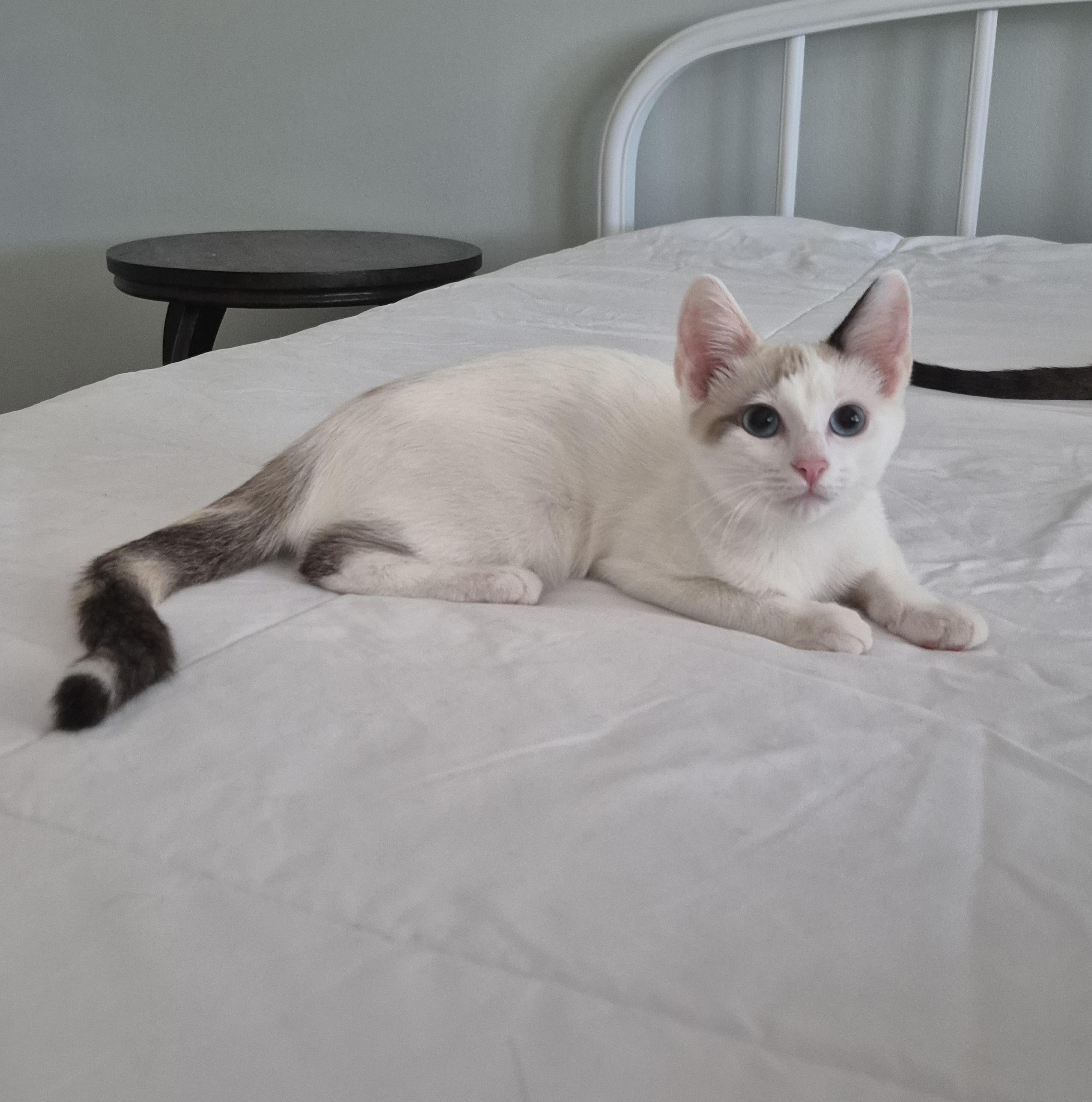 Darla, a Adoptable mixed breed in Enfield, CT image 2/4