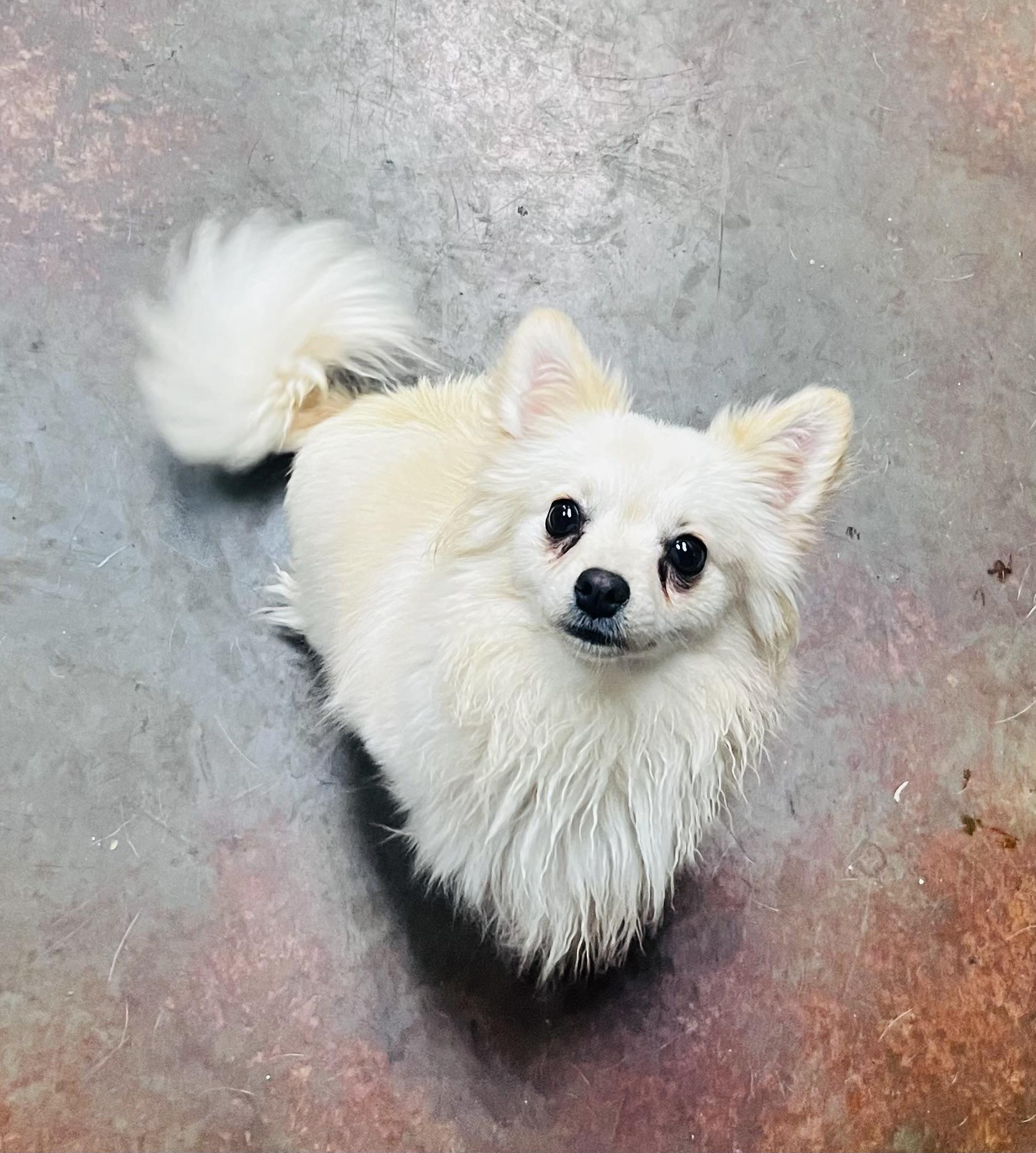 Enlarge Mustafar, a ADOPTABLE mixed breed in Council Bluffs, IA image 1/1