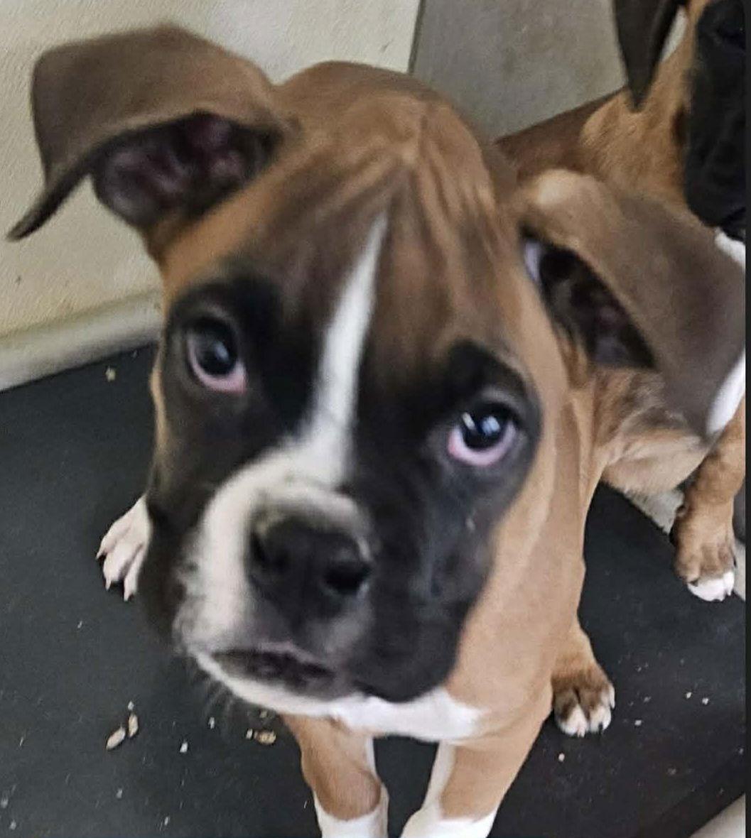 Apollo *In a Foster-to-Adopt Home *, Adoptable, Puppy Male Boxer.