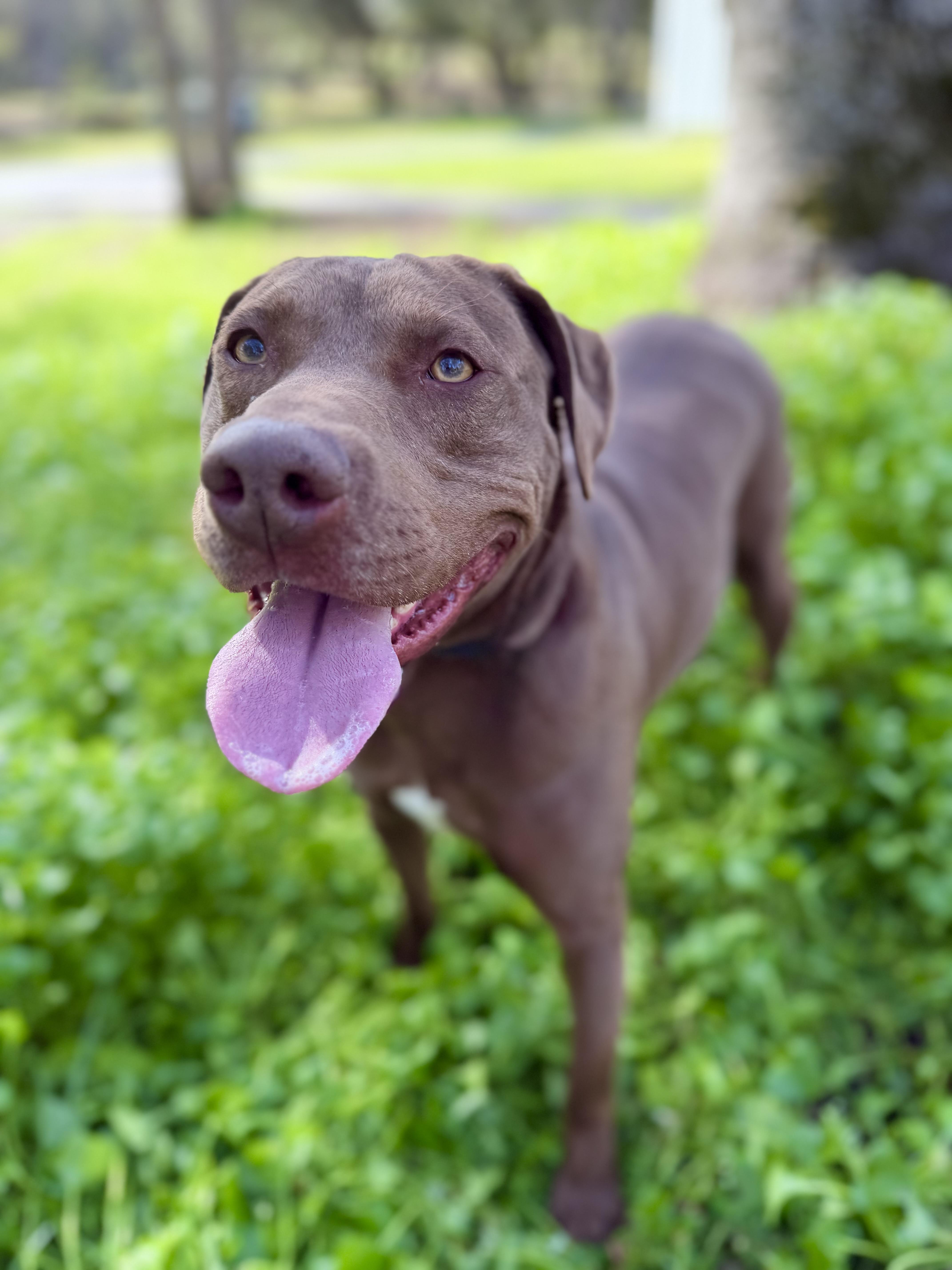 Chestnut 0126 — thumbnail 2