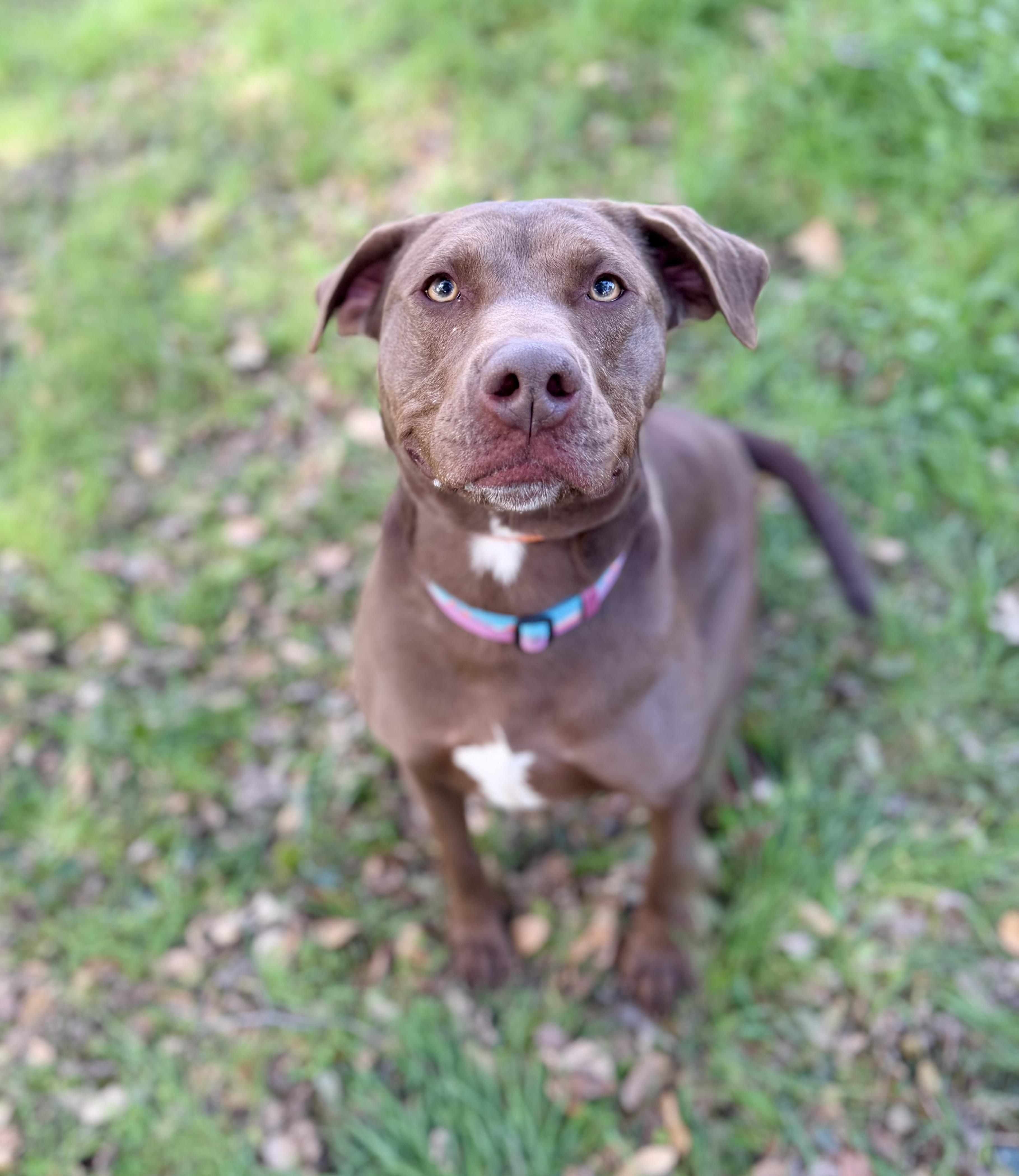 Chestnut 0126 — thumbnail 4