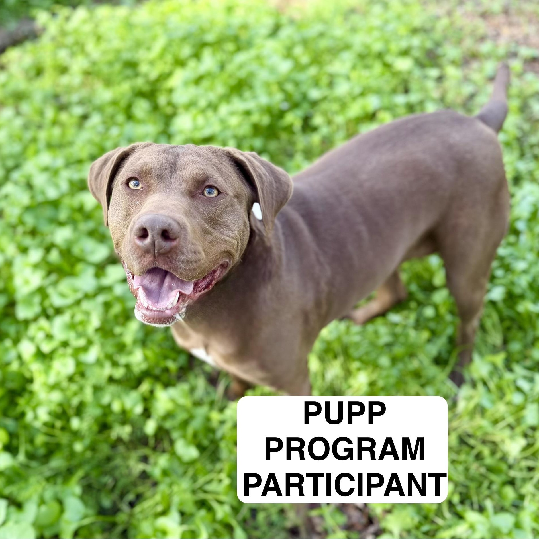 Chestnut 0126 — thumbnail 5