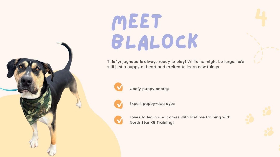 Blalock, Adopted, Adult Male Hound.