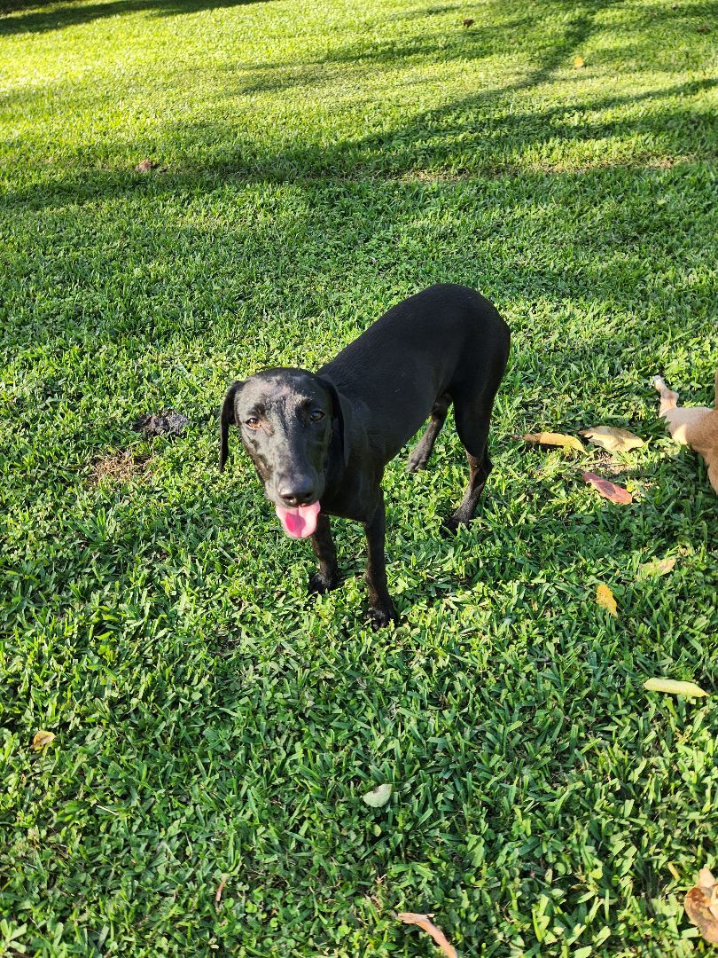 Buddy Girl photo 1