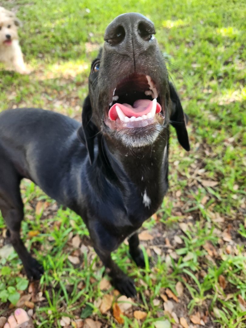 Buddy Girl photo 5