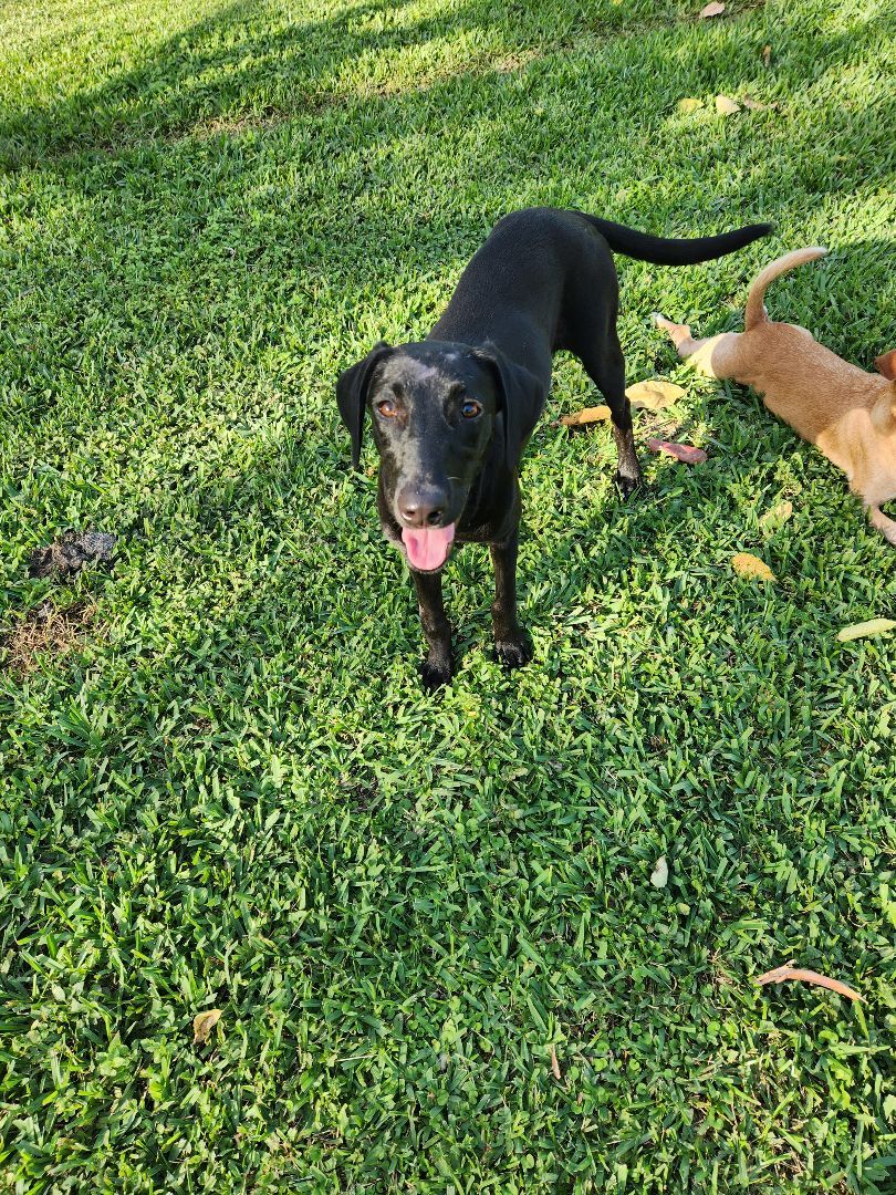 Buddy Girl photo 6