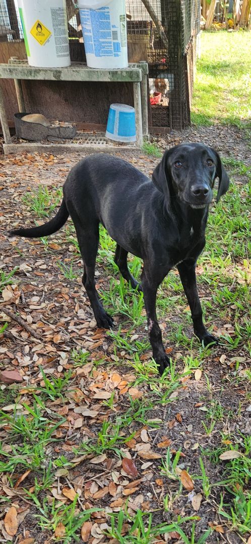 Buddy Girl photo 2