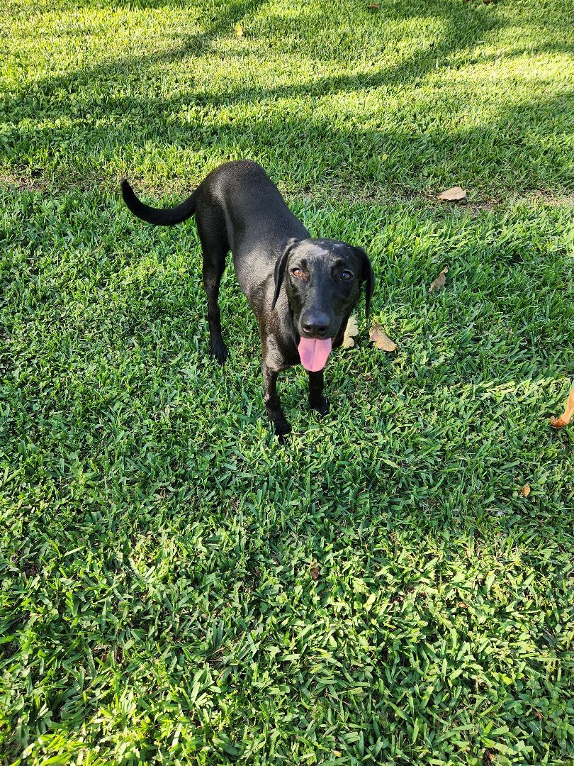 Buddy Girl photo 4
