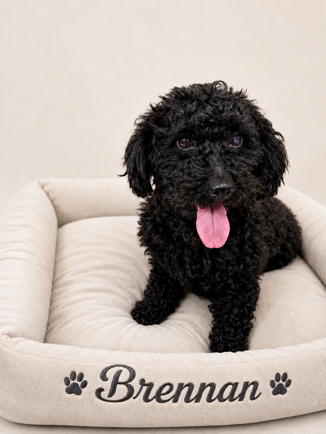 Brennan, Adoptable, Adult Male Miniature Poodle.