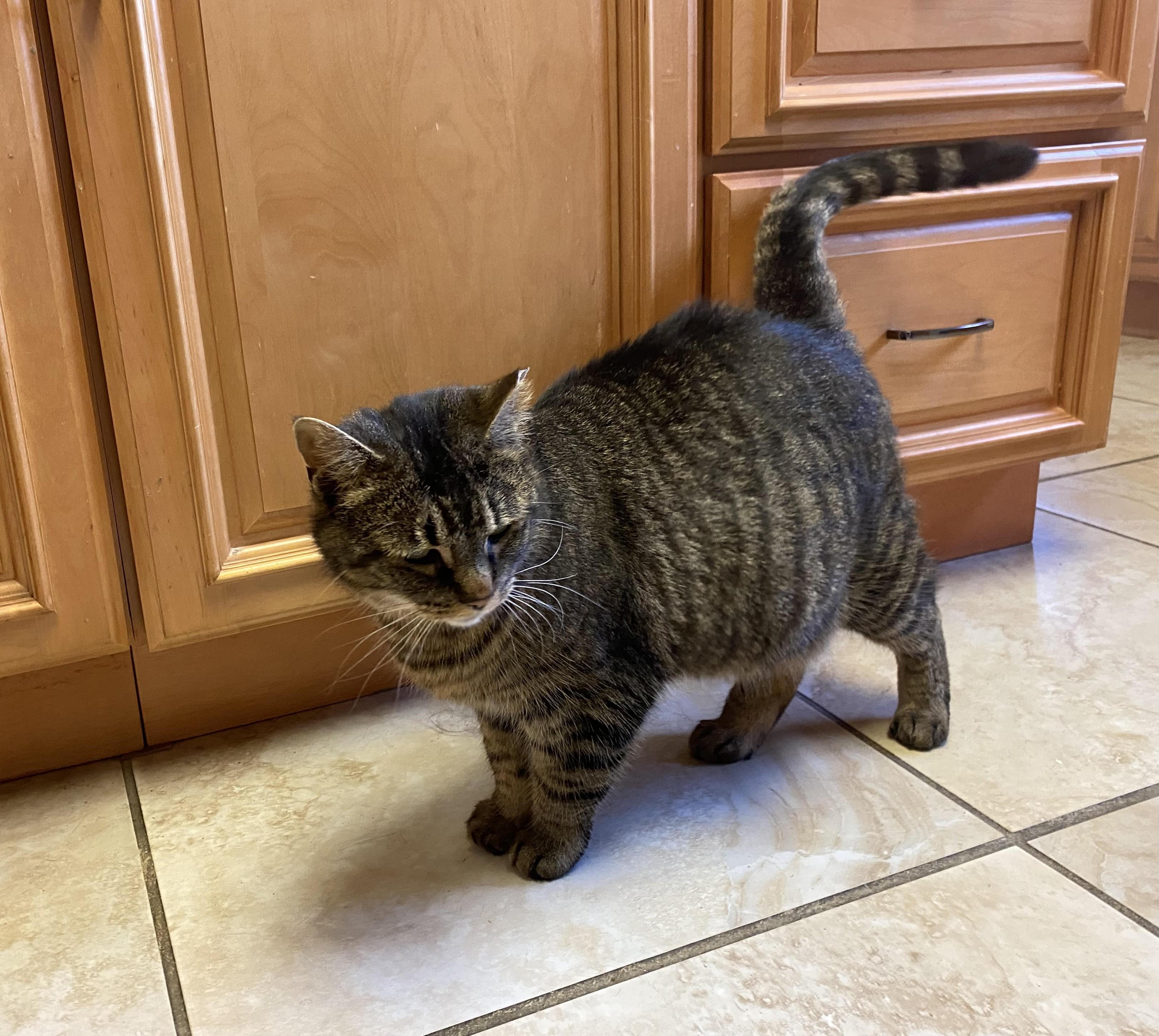 Enlarge Lilli, a Adopted Domestic Short Hair in Rome, PA image 2/4