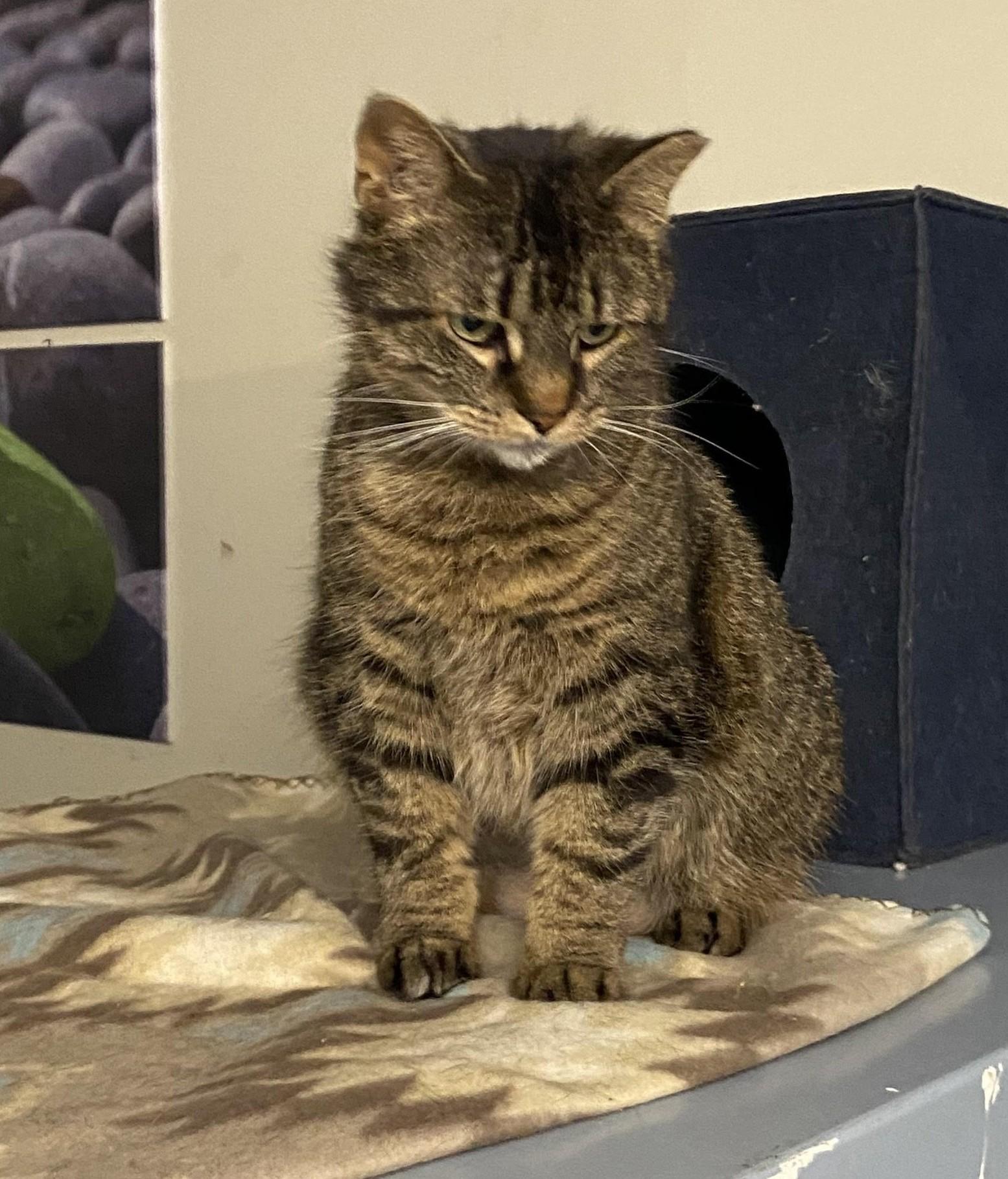 Enlarge Lilli, a Adopted Domestic Short Hair in Rome, PA image 1/4