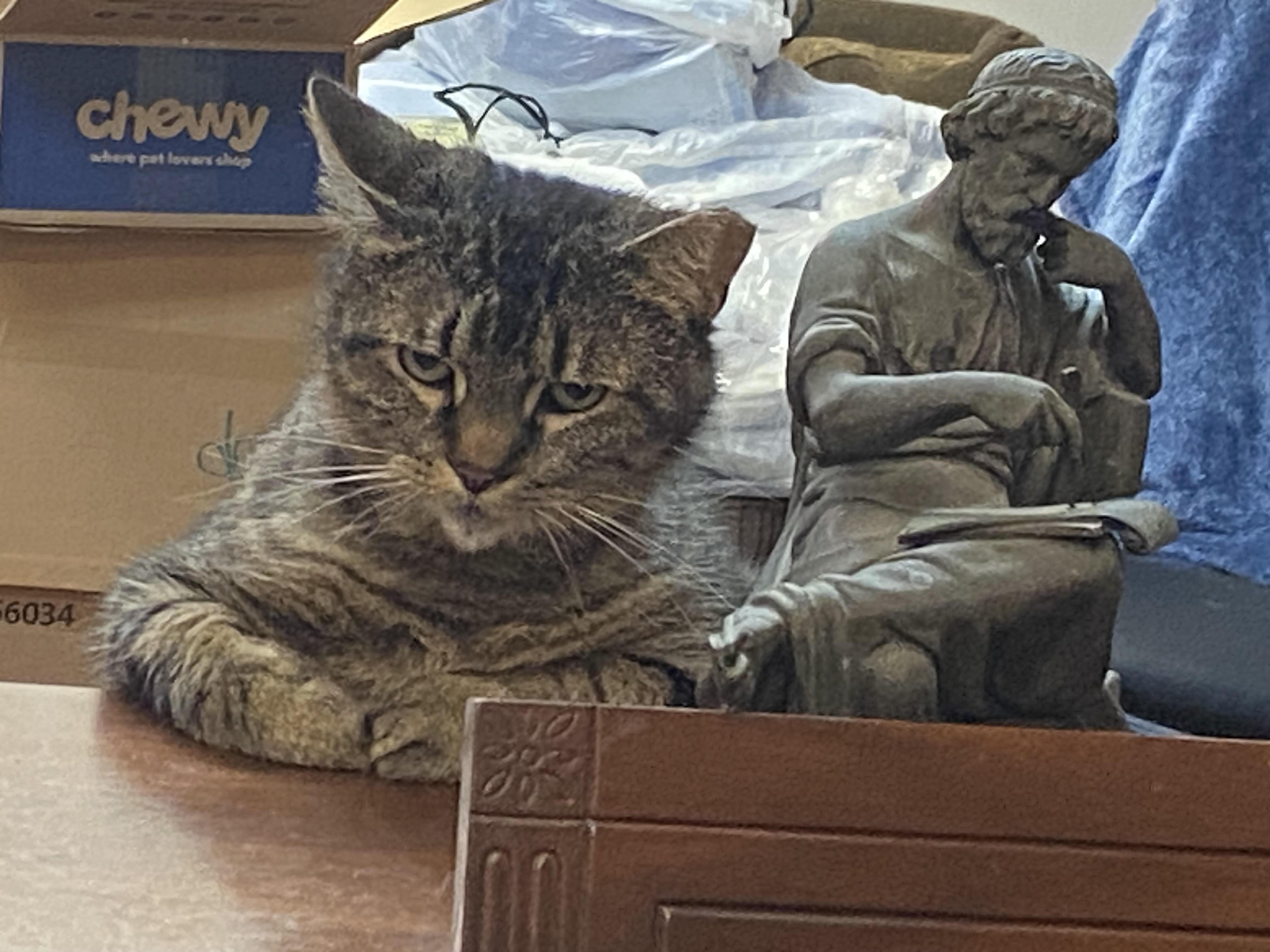 Enlarge Lilli, a Adopted Domestic Short Hair in Rome, PA image 3/4