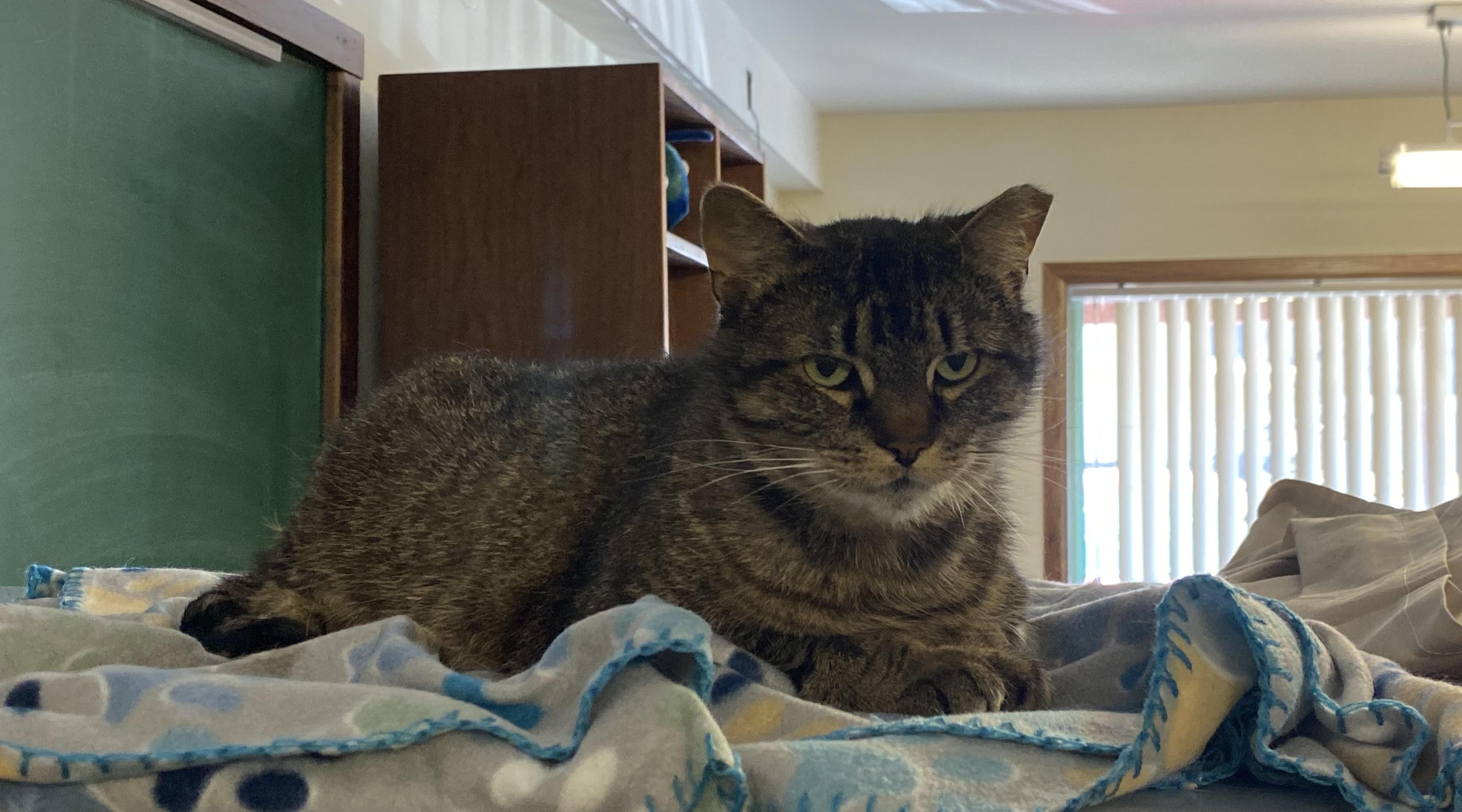 Enlarge Lilli, a Adopted Domestic Short Hair in Rome, PA image 4/4