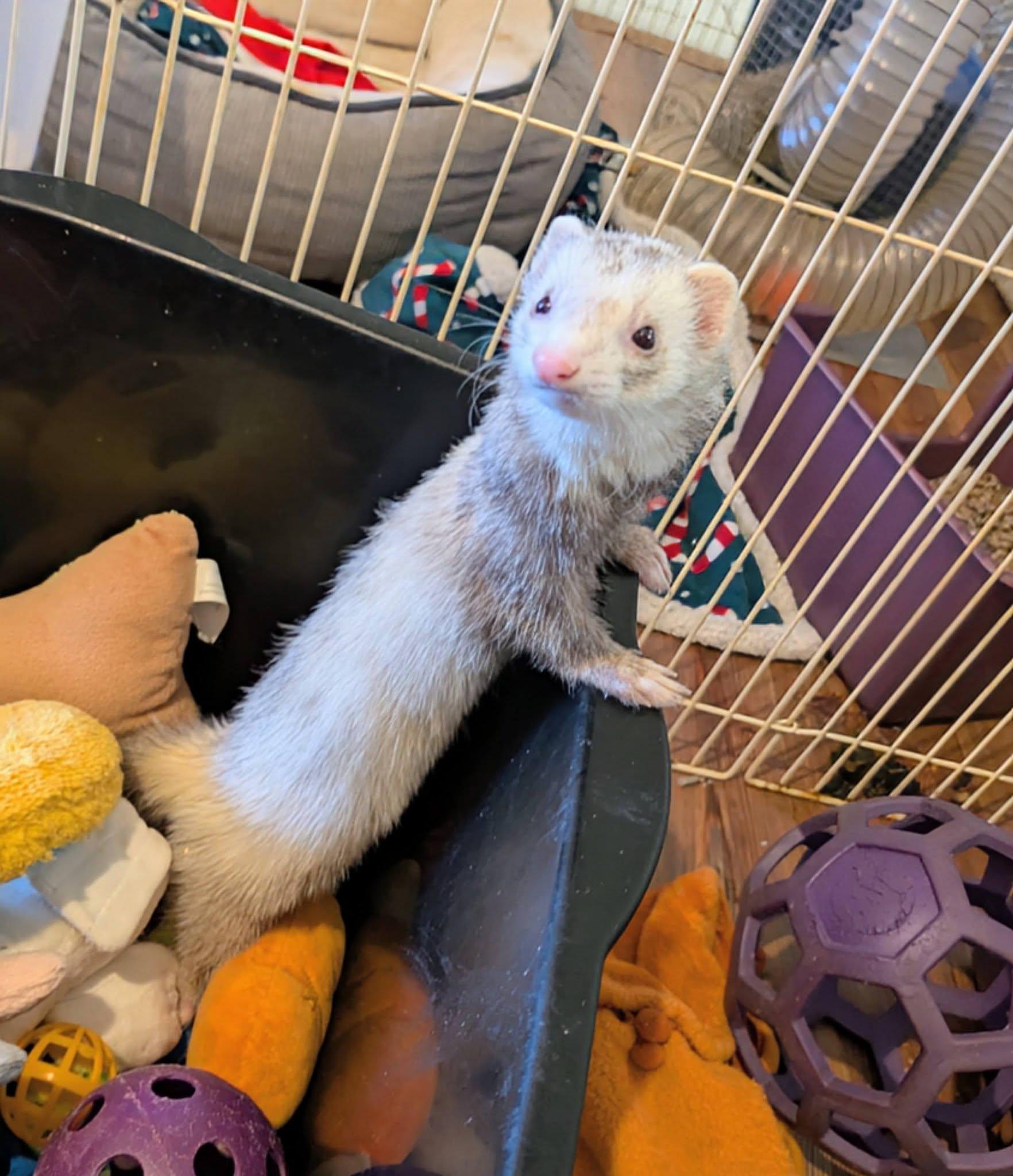 Lyla and Roxy, an adopted Ferret in Brandy Station, VA image 2/2