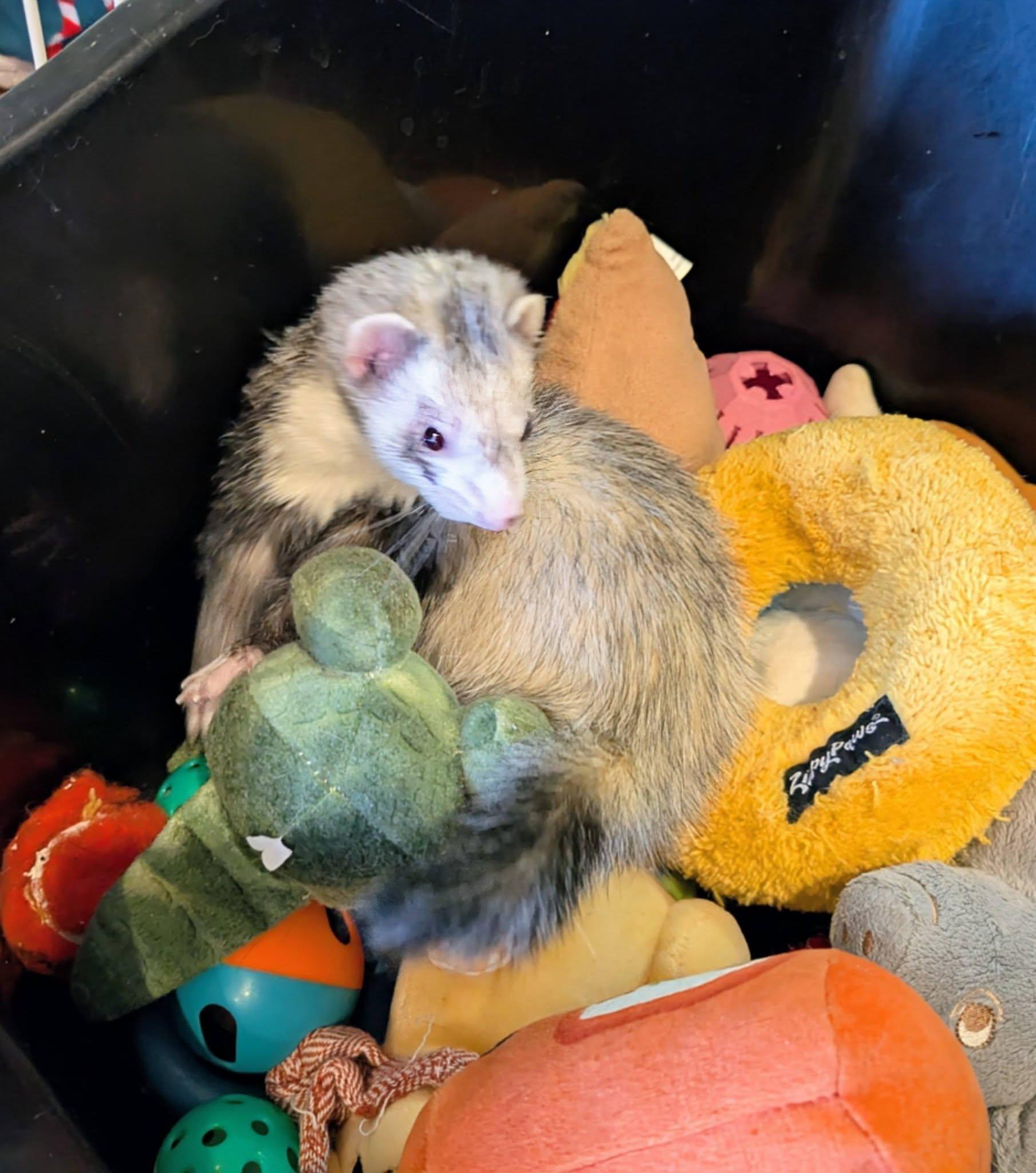 Lyla and Roxy, an adopted Ferret in Brandy Station, VA image 1/2