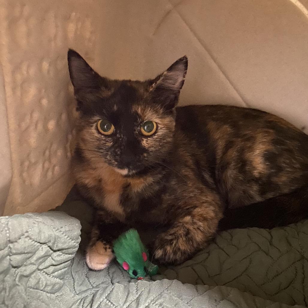 Sheba, Adoptable, Adult Female Domestic Short Hair.