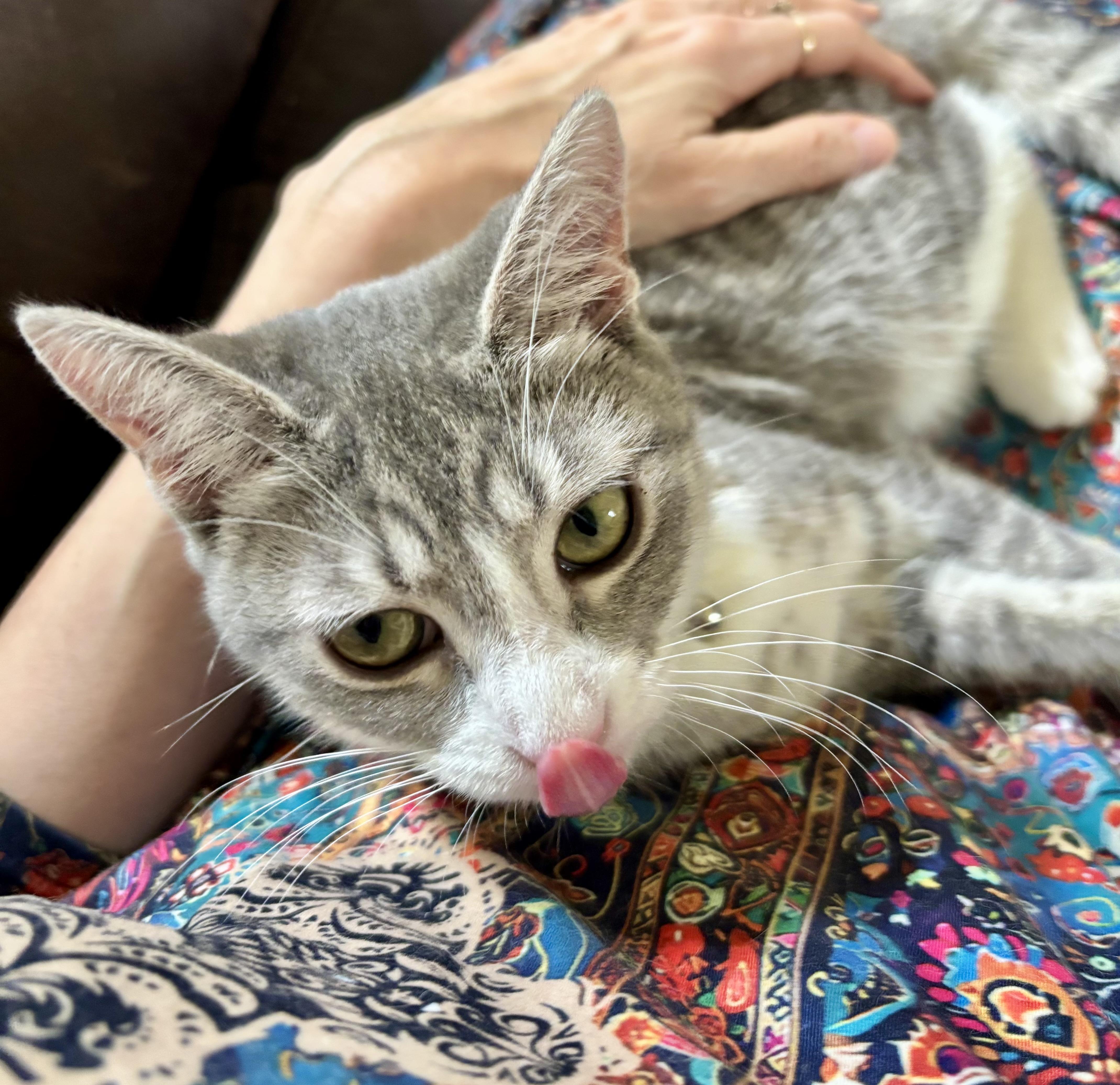 Enlarge Sunday, a ADOPTABLE Domestic Short Hair in Statesboro, GA image 2/3