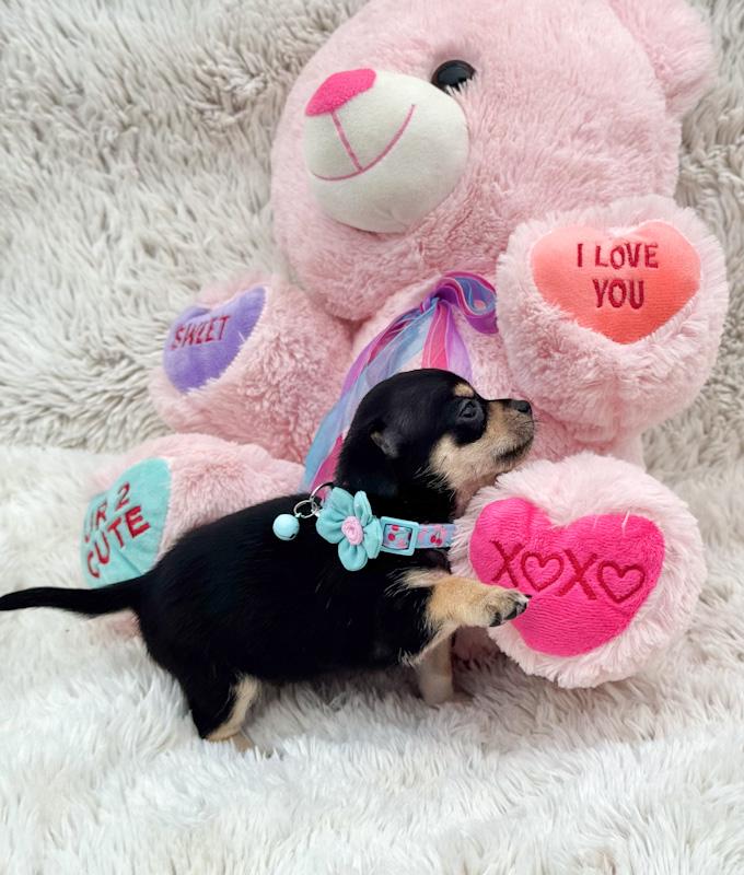 Enlarge Mittens, a ADOPTABLE Chihuahua in Southport, CT image 2/6