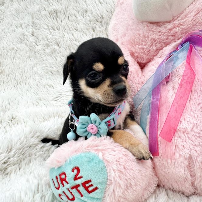 Enlarge Mittens, a ADOPTABLE Chihuahua in Southport, CT image 3/6