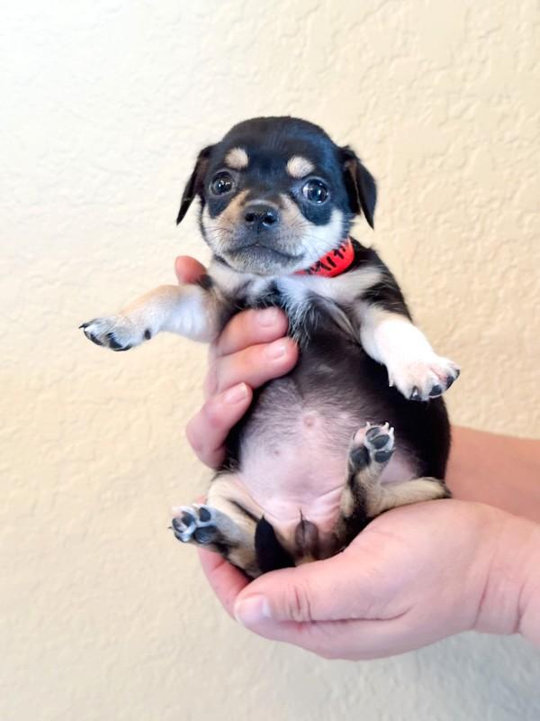 Enlarge Mittens, a ADOPTABLE Chihuahua in Southport, CT image 4/6