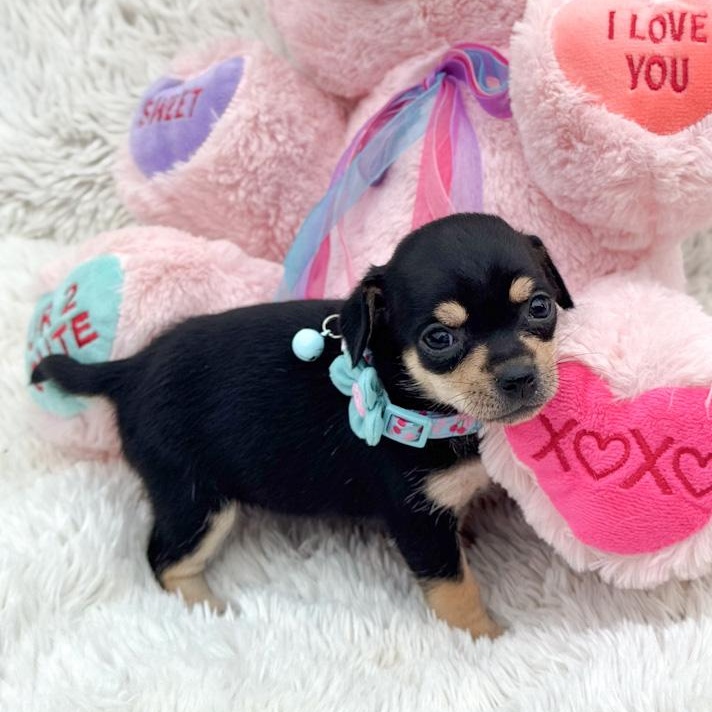 Mittens, ADOPTABLE, Puppy Female Chihuahua.