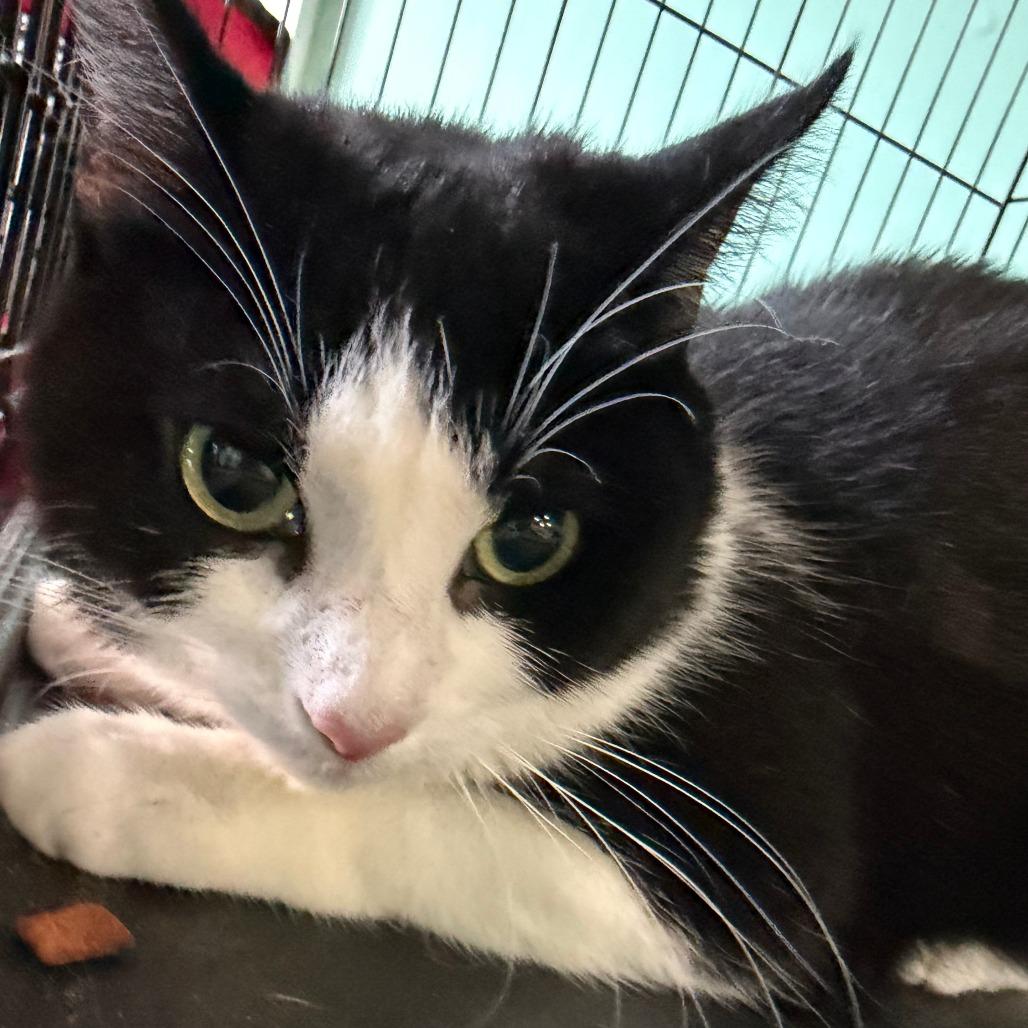 Enlarge Turkey Leg, a Adoptable Domestic Short Hair in Falls Church, VA image 1/6