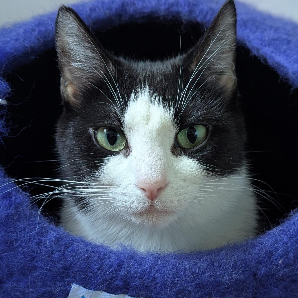 Enlarge Turkey Leg, a Adoptable Domestic Short Hair in Falls Church, VA image 2/6