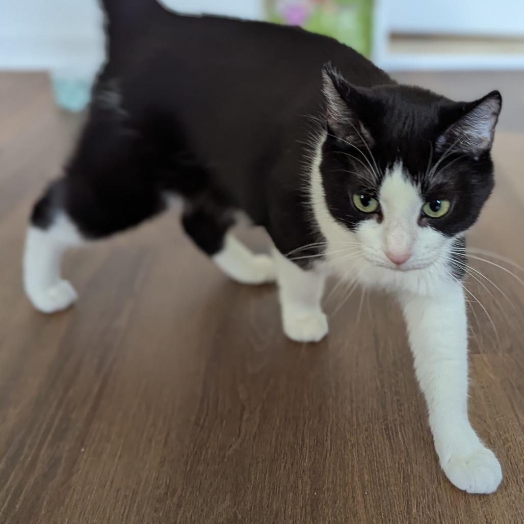 Enlarge Turkey Leg, a Adoptable Domestic Short Hair in Falls Church, VA image 3/6