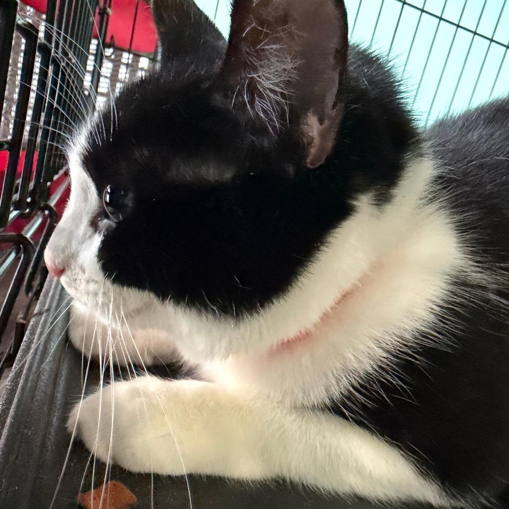 Enlarge Turkey Leg, a Adoptable Domestic Short Hair in Falls Church, VA image 4/6
