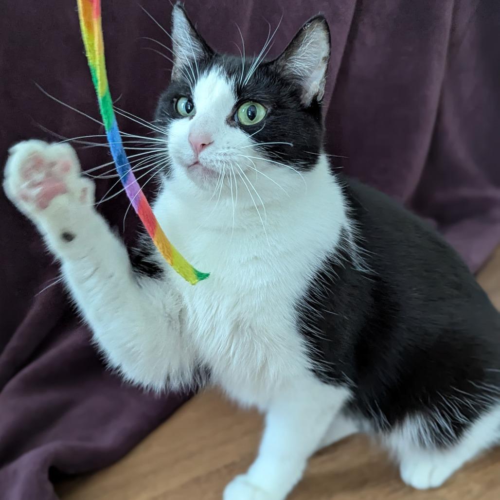 Enlarge Turkey Leg, a Adoptable Domestic Short Hair in Falls Church, VA image 6/6
