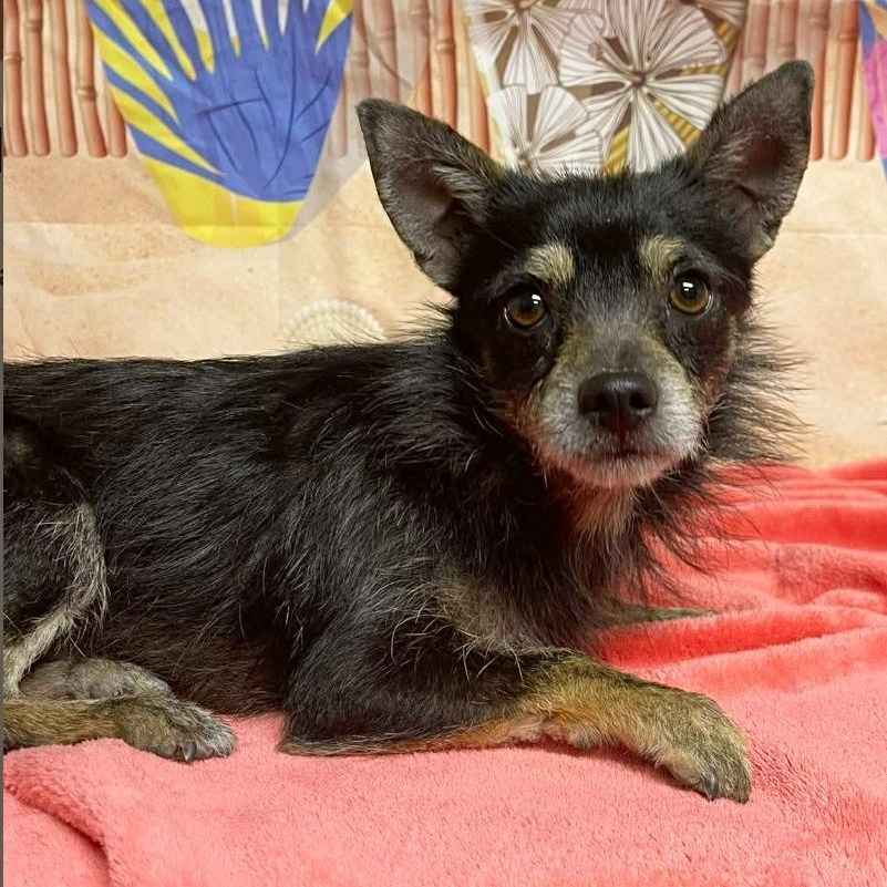 Enlarge Conrad, a ADOPTABLE mixed breed in Boulder, CO image 1/1