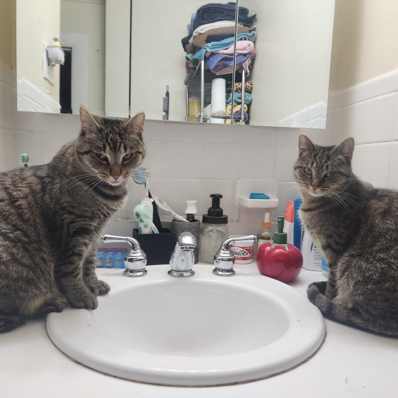 Hilda and Zelda, Adoptable, Adult Female Tabby.