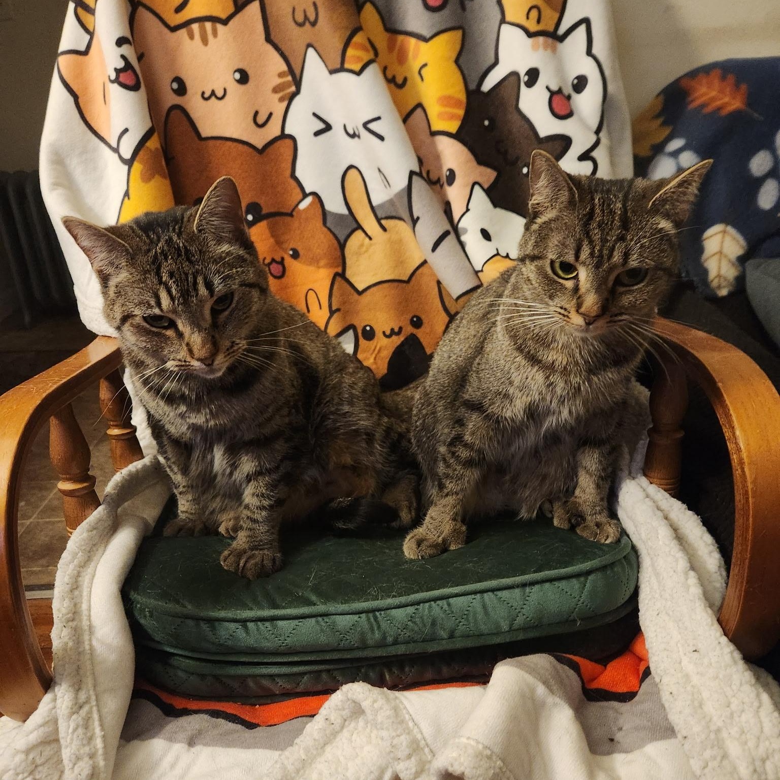 Hilda and Zelda, a Adoptable Tabby in Melrose, MA image 5/6