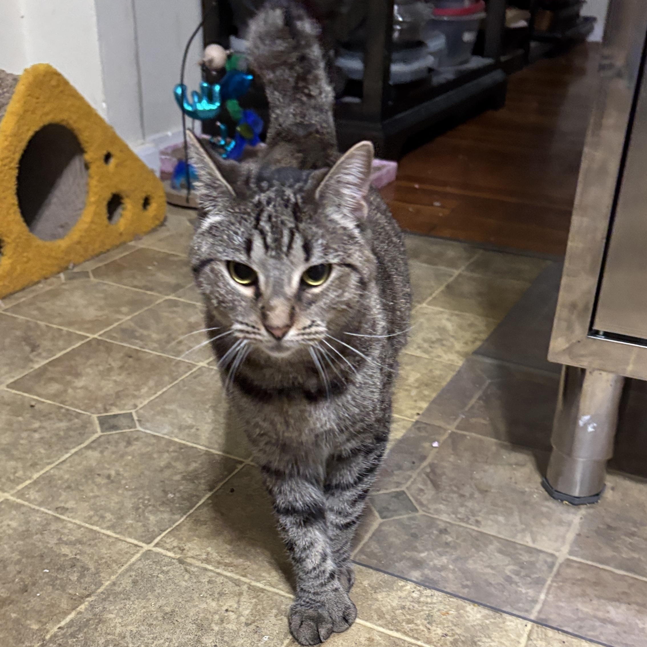 Hilda and Zelda, a Adoptable Tabby in Melrose, MA image 6/6