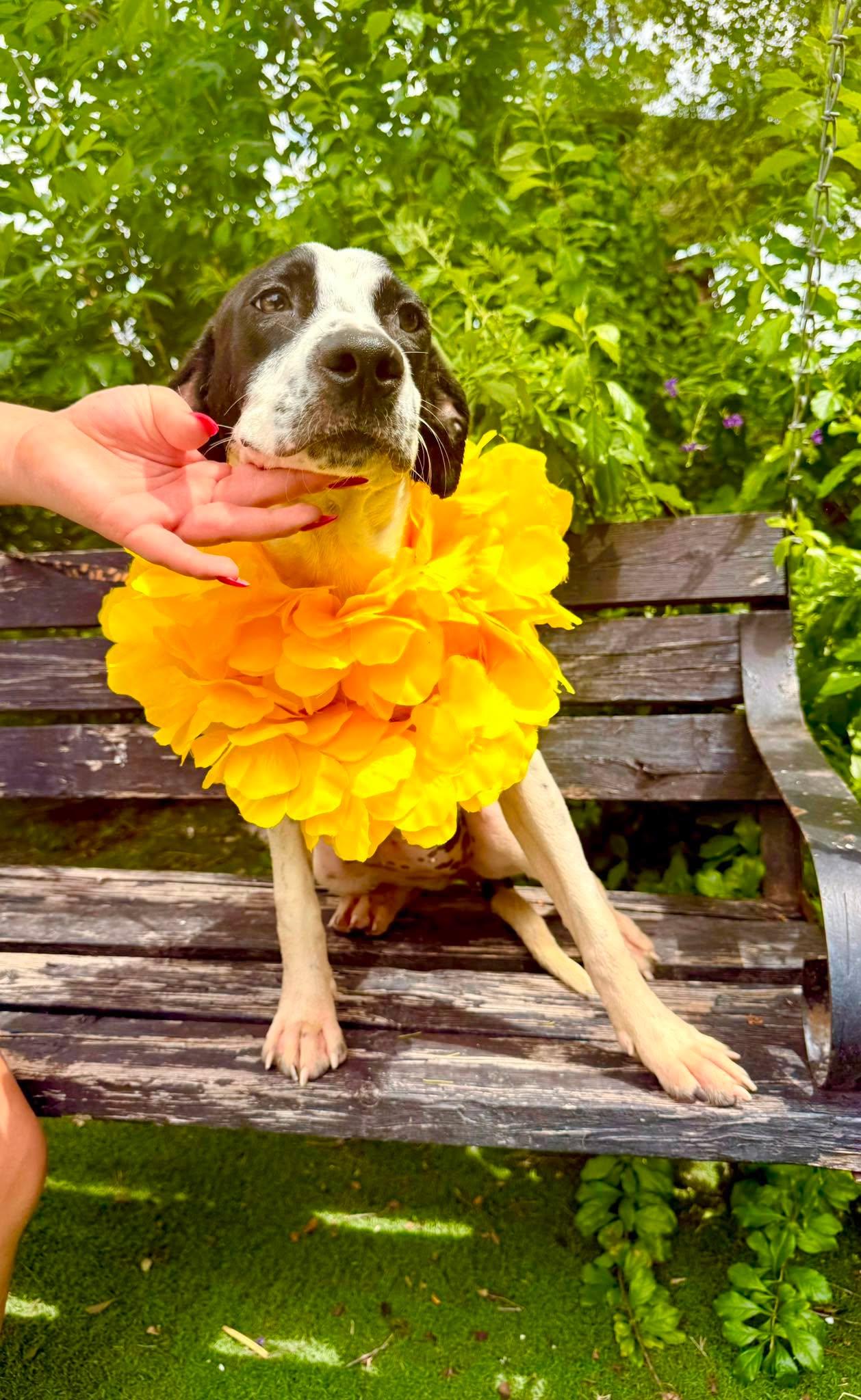 Enlarge Peggy, a Adoptable mixed breed in Nashua, NH image 3/6
